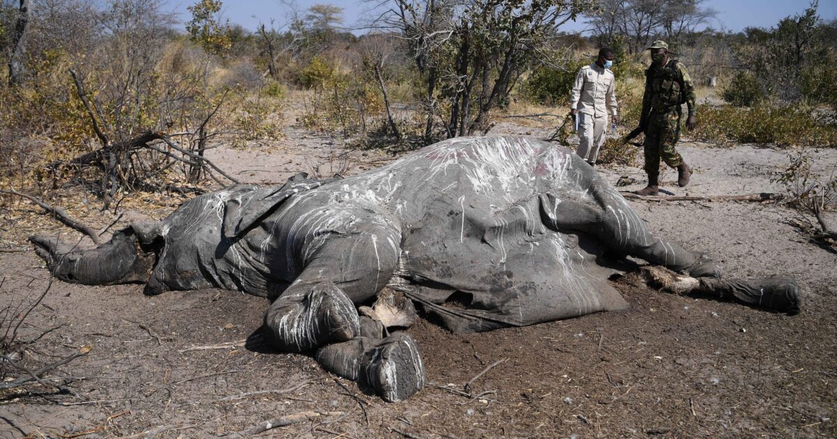 Govt Killing Elephants at Poacher Levels-Report 
