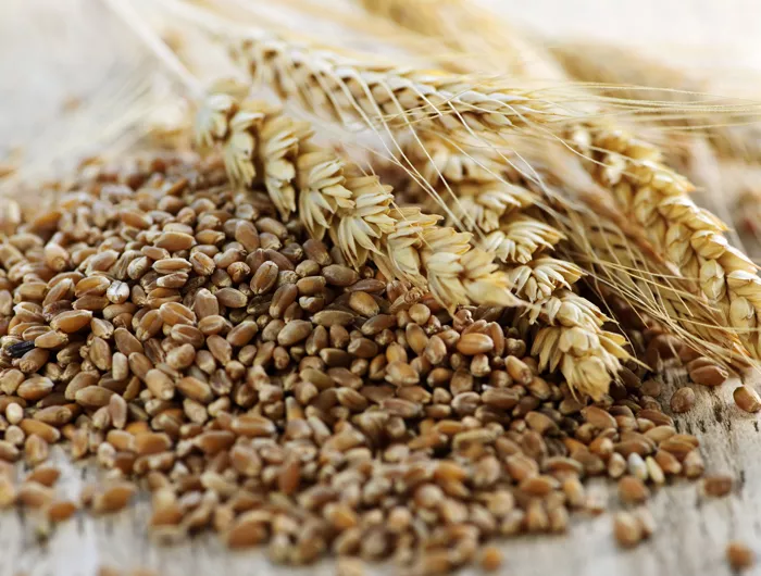 Unpaid Grain Threatens Food Security