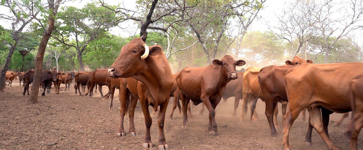 Botswana Bans Zimbabwean Livestock 