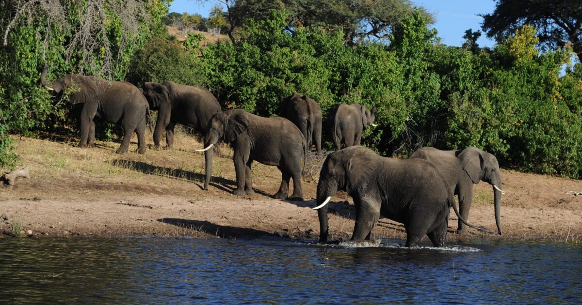 End Elephant Hunting in Settlements- EPS