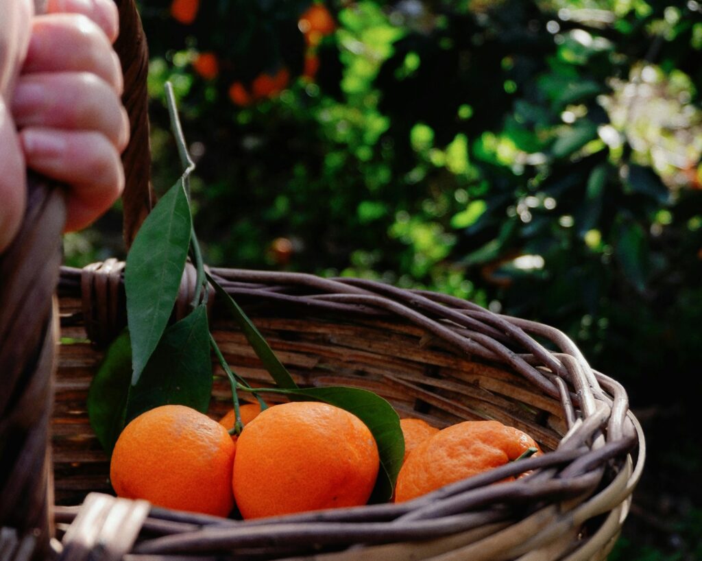 Fruit Picking: GC’s Juiciest Weekend Obsession