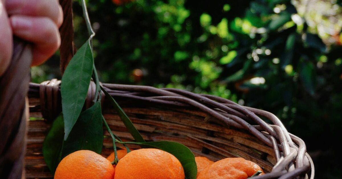 Fruit Picking: GC’s Juiciest Weekend Obsession