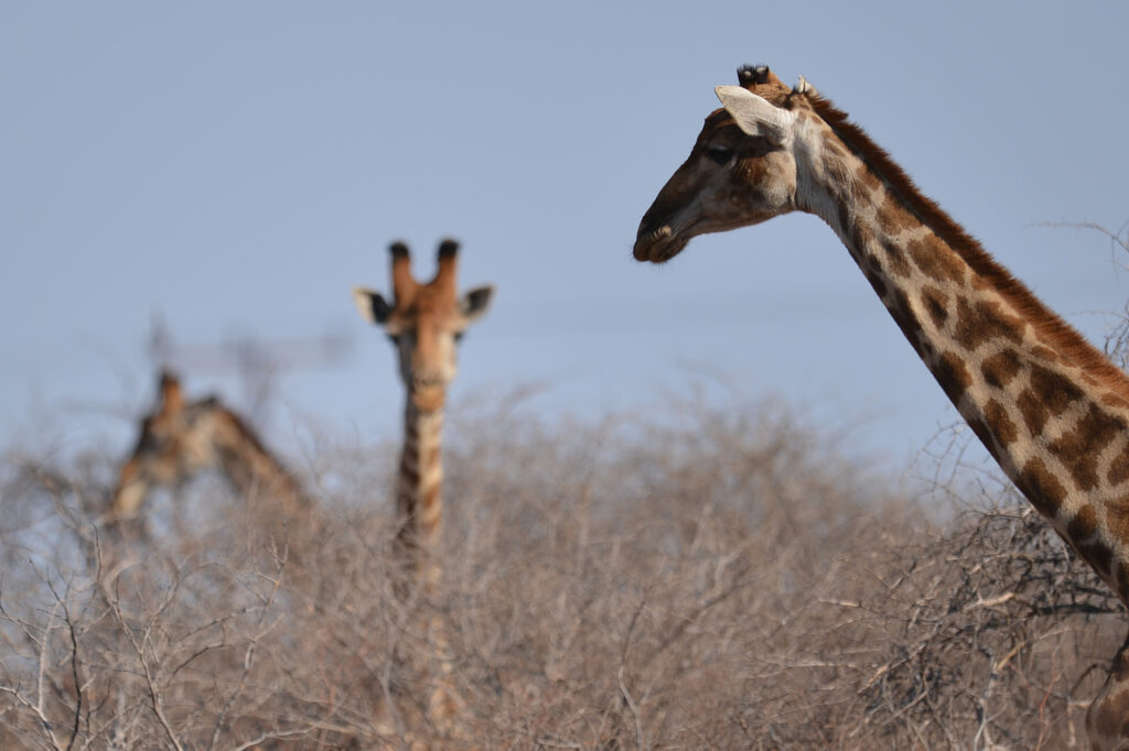 Goo-Moremi Boosts Giraffe Monitoring