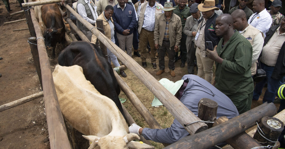 Farmers Panic as BVI Runs Out of FMD Boosters