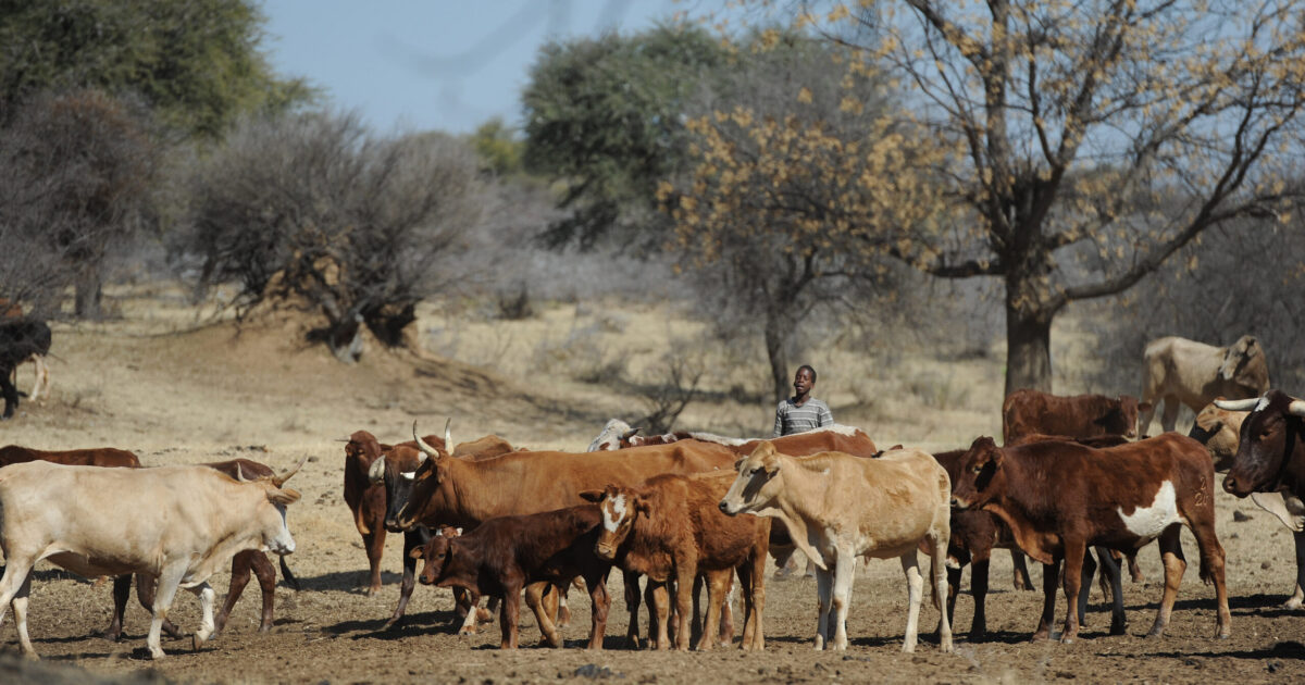 FMD Costs Botswana Beef Millions