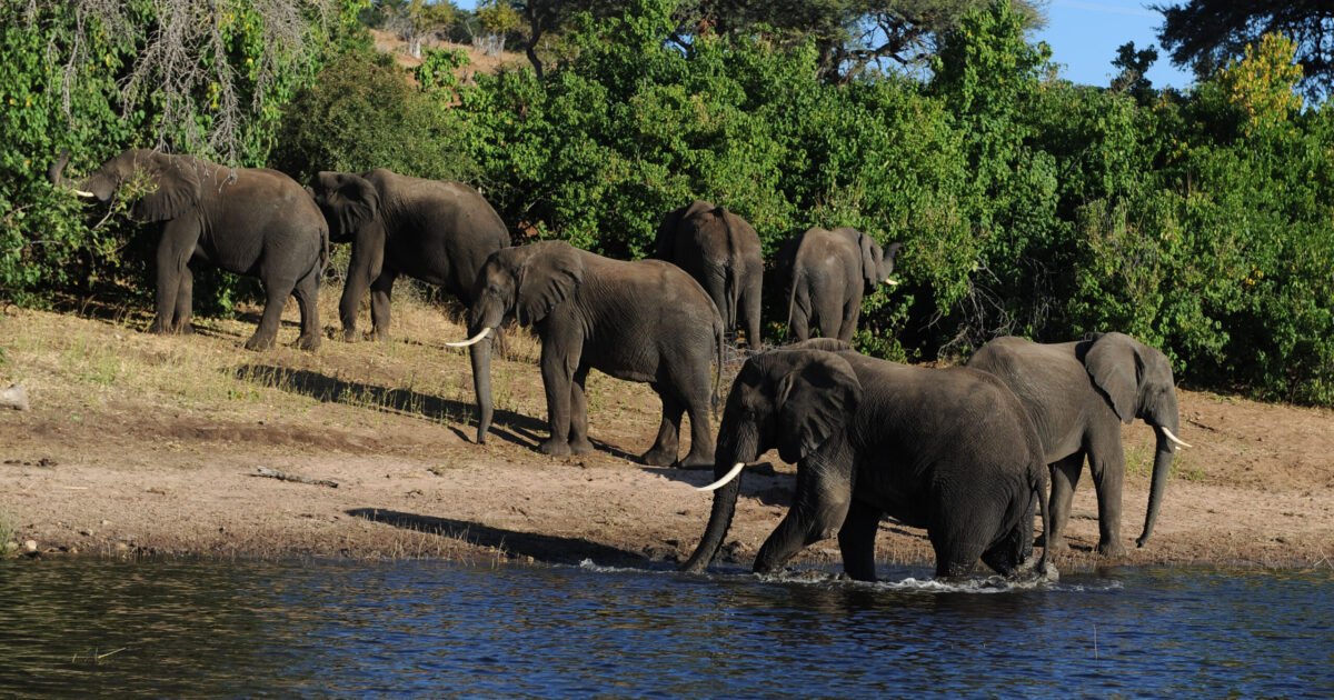 Botswana: Elephant Slaughter for Independence Sparks Backlash