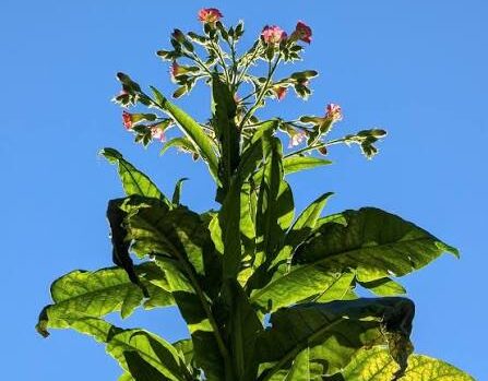 Pressure Mounts Over Dormant Tobacco Law