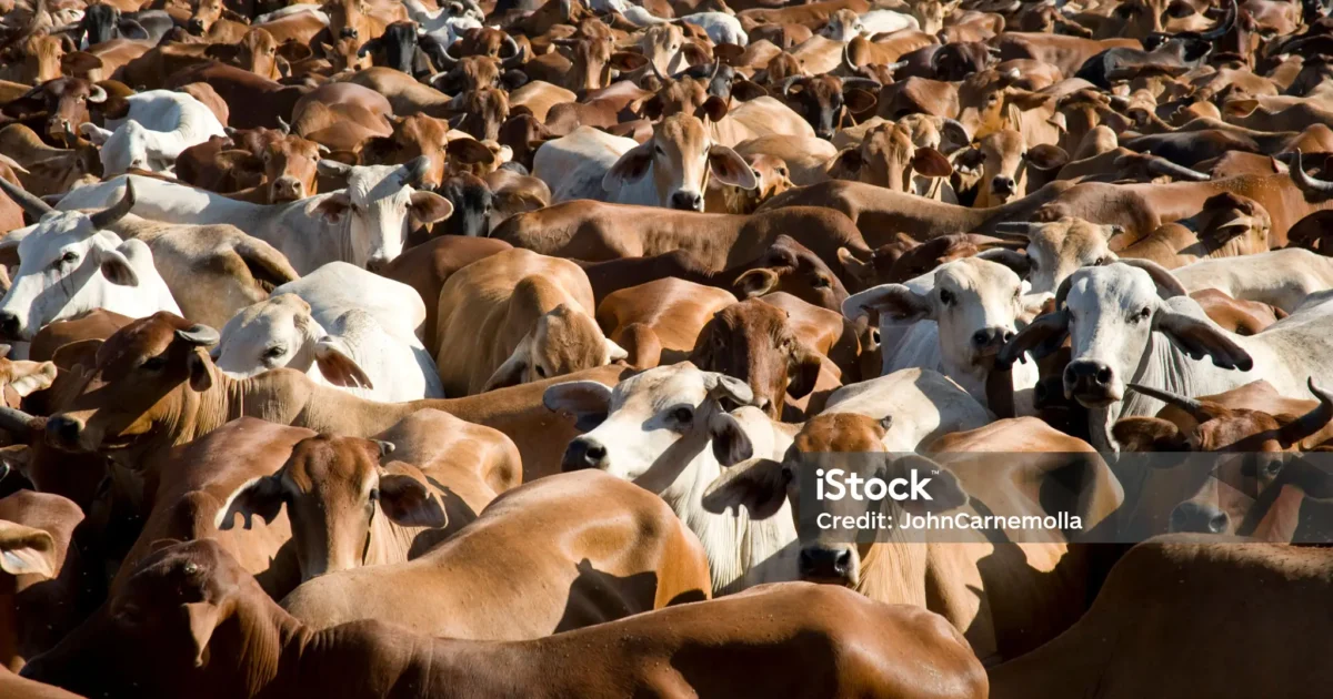 Seized Cattle Returned to Kgosi Estate Amid Questions Over Losses